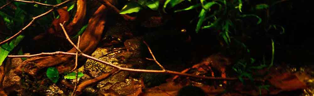 Wild Wild West - Westafrikabecken