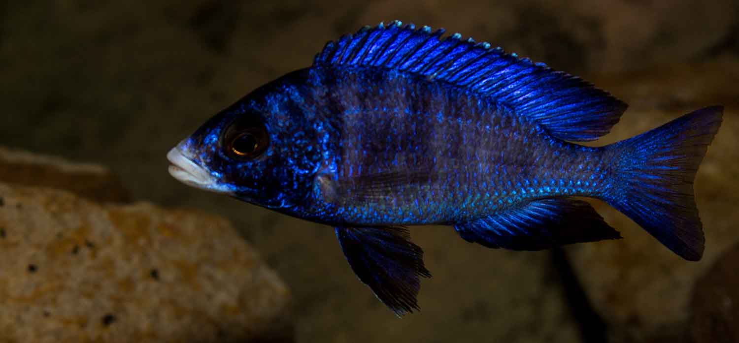 Placidochromis phenochilus Mdoka