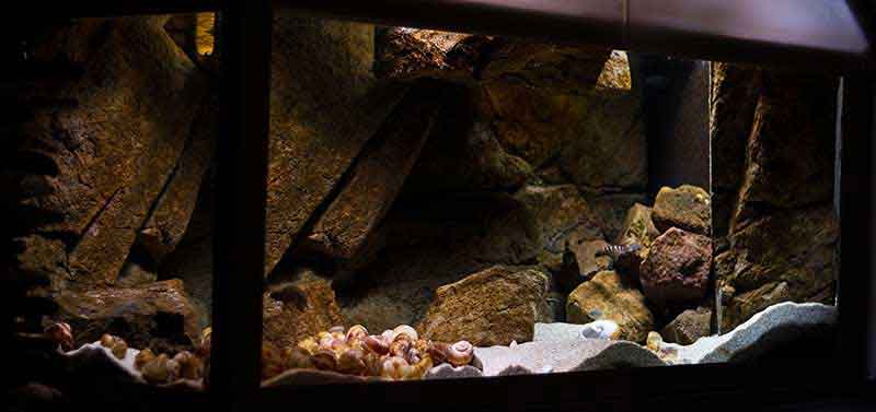 ShellsKitchen 800 MG 9212