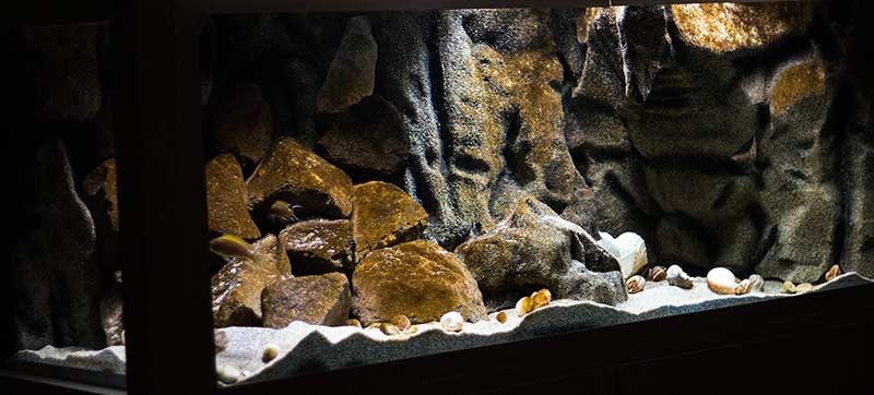 TangaCave 800 MG 9211