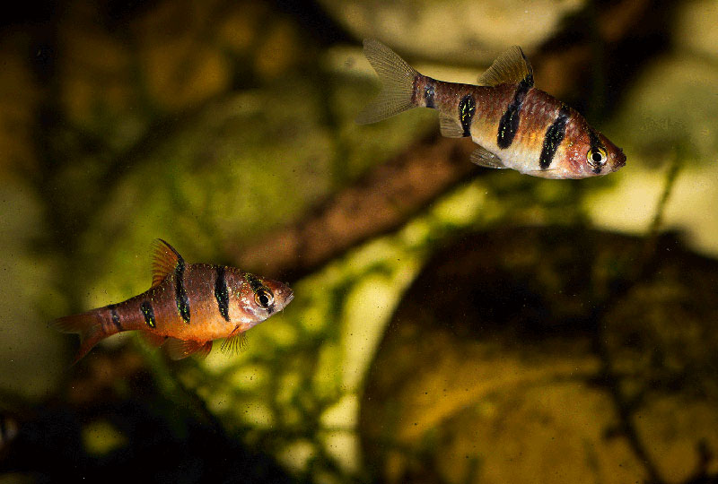 Desmopuntius pentazona MG 2868