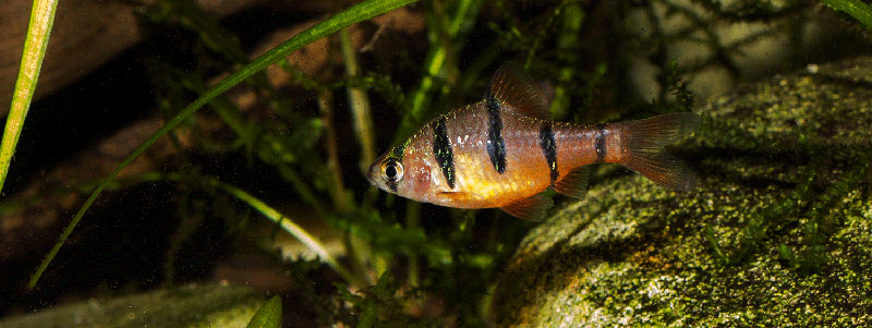 Desmopuntius pentazona MG 2878