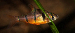 Desmopuntius pentazona MG 2891 300