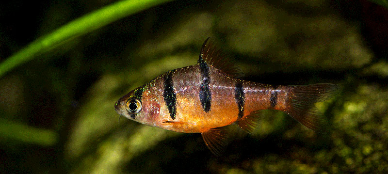 Desmopuntius pentazona MG 2892