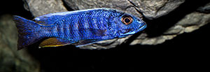 Sciaenochromis fryeri 300