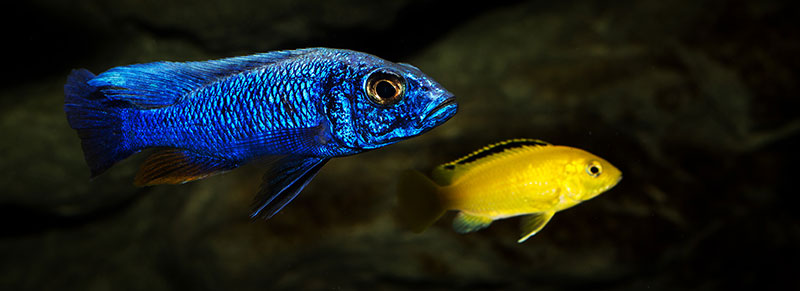 Sciaenochromis fryeri MG 0757