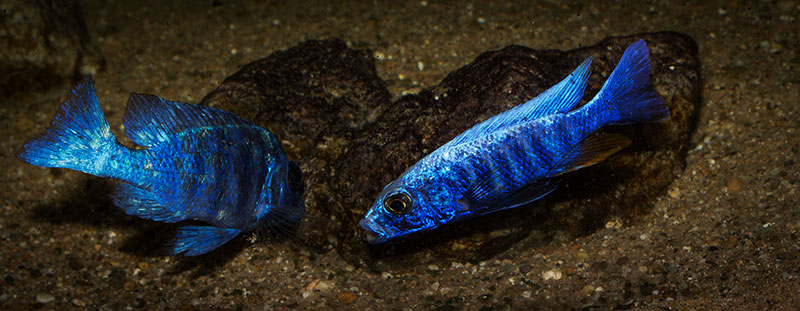 Sciaenochromis fryeri MG 0785