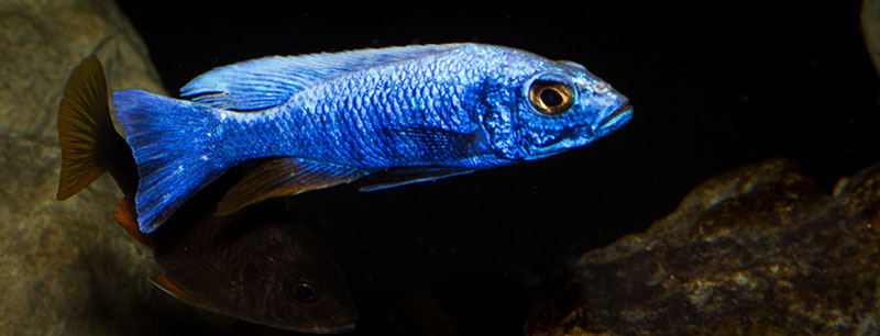 Sciaenochromis fryeri MG 1384