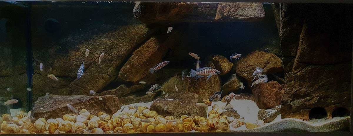 obere Aquarium Shells Kitchen Shells Kitchen nach Umbau 07/2020