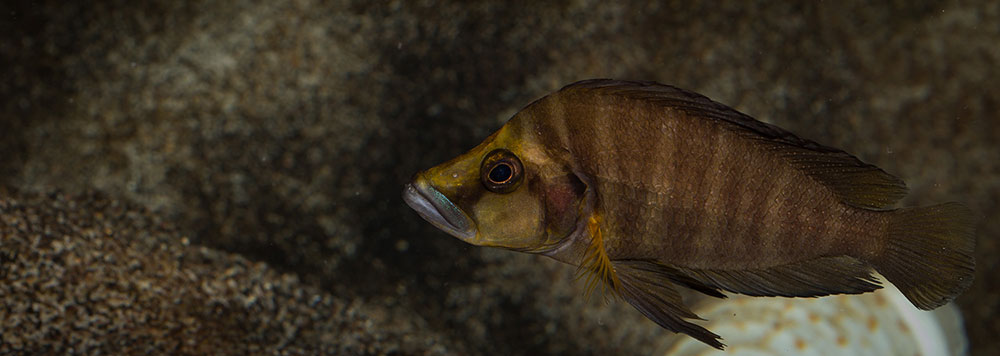 Altolamprologus compressiceps Goldhead MG 0287