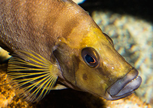 Altolamprologus compressiceps Goldhead 300 MG 1241