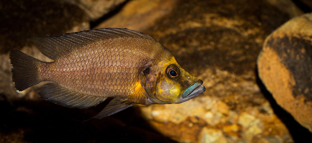 Altolamprologus compressiceps Goldhead MG 9819