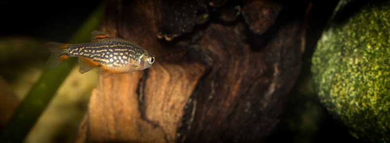 Danio margaritatus