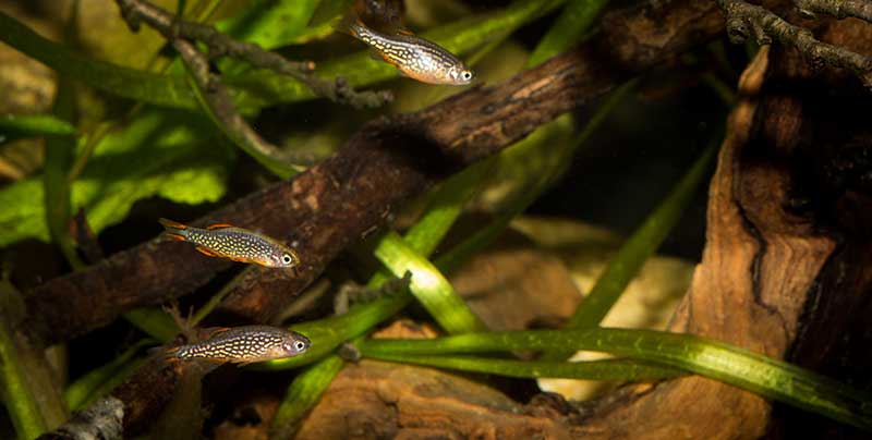 Danio margaritatus