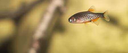 Danio margaritatus "Jungtier/ Nachzucht"