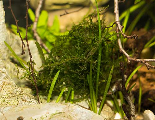 Taxiphyllum barbieri 