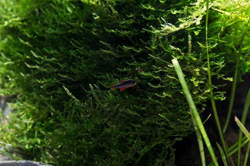 Taxiphyllum barbieri