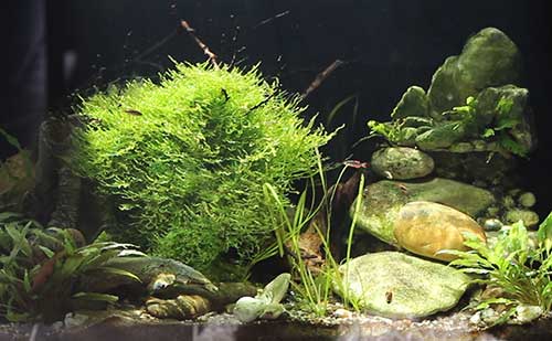 Taxiphyllum barbieri