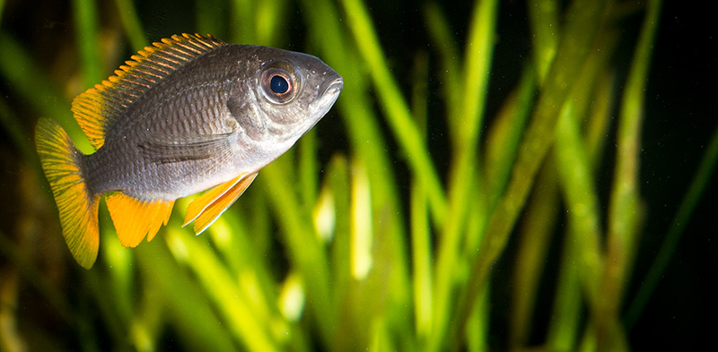 Copadichromis borleyi Kadango MG 7203