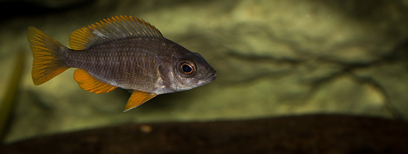 Copadichromis borleyi Kadango MG 7204