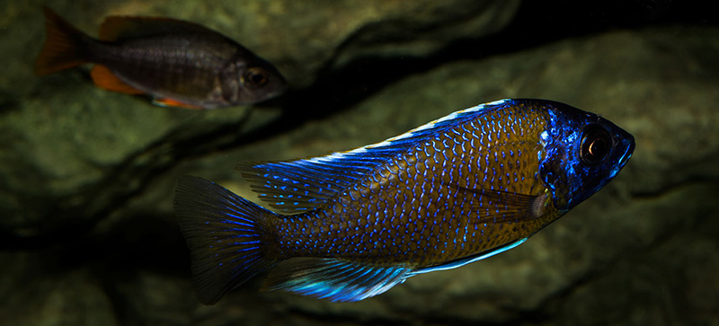 Copadichromis borleyi Kadango MG 8255