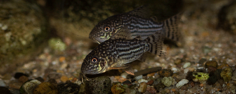 Corydoras sterbai MG 2135