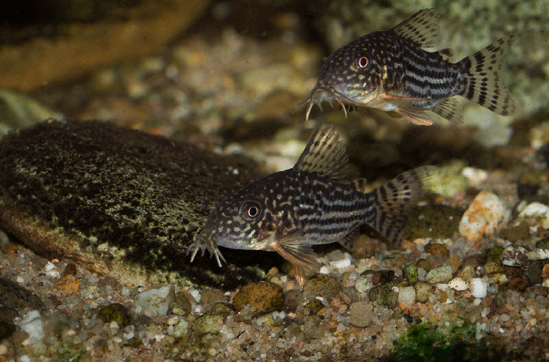 Corydoras sterbai MG 2186