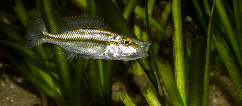 jung1 Dimidiochromis compressiceps MG 9984