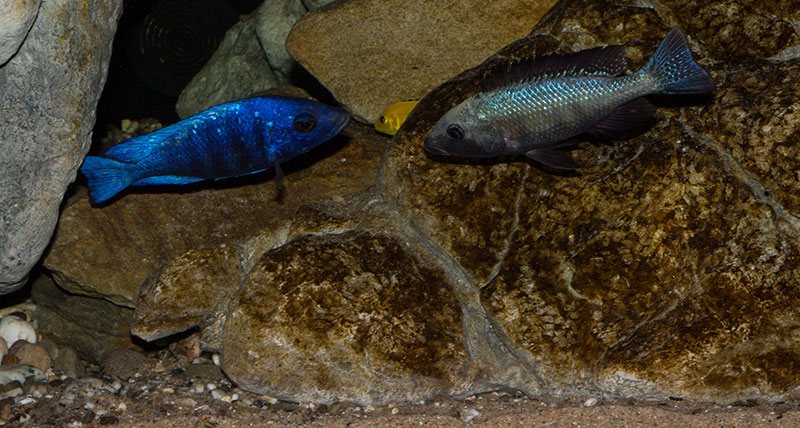 Fossorochromis rostratus