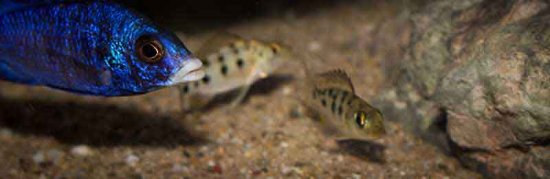 Fossorochromis rostratus