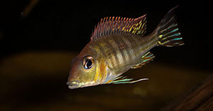 Geophagus sp tapajos red head 300