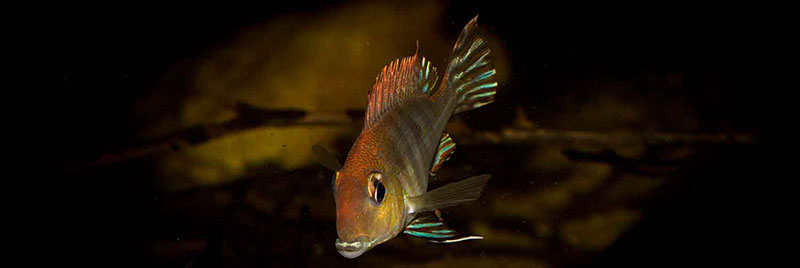 Geophagus sp tapajos red head MG 0386