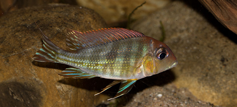 Geophagus sp tapajos red head MG 1674