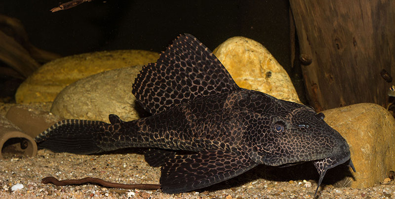 Glyptoperichthys gibbiceps MG 8233