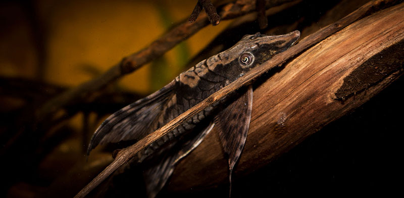 Sturisoma festivum MG 9750