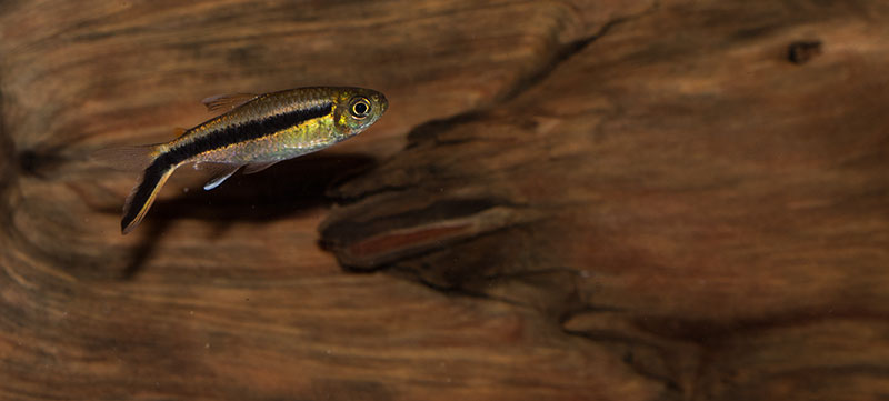 Thayeria boehlkei MG 1662