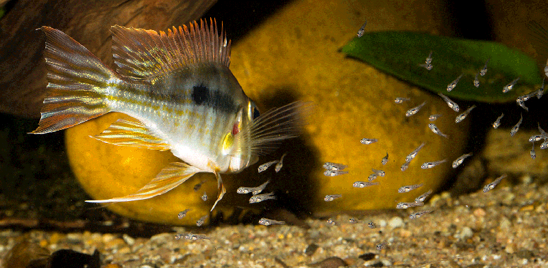 Geophagus sp tapajos red head JUNGE MG 2398