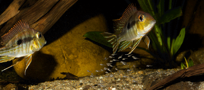 Geophagus sp tapajos red head JUNGE MG 2399