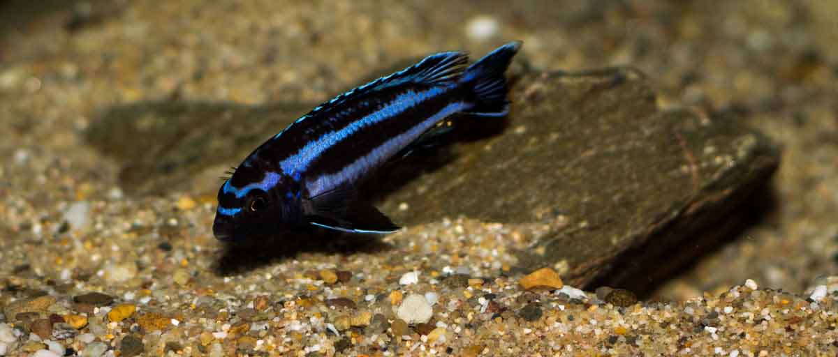 Melanochromis johannii10