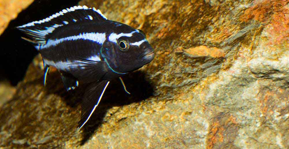 Pseudotropheus johannii "gome" 