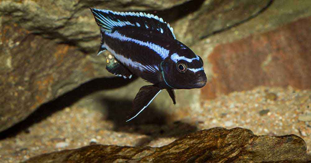 Pseudotropheus johannii "gome" 