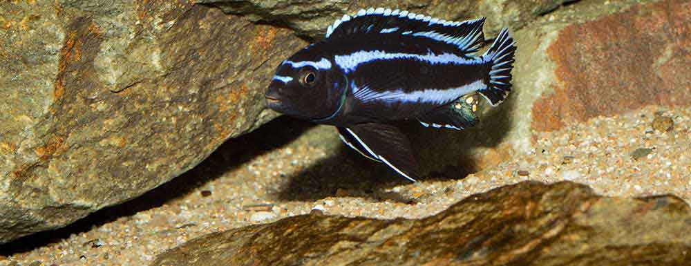 Pseudotropheus johannii "gome" 