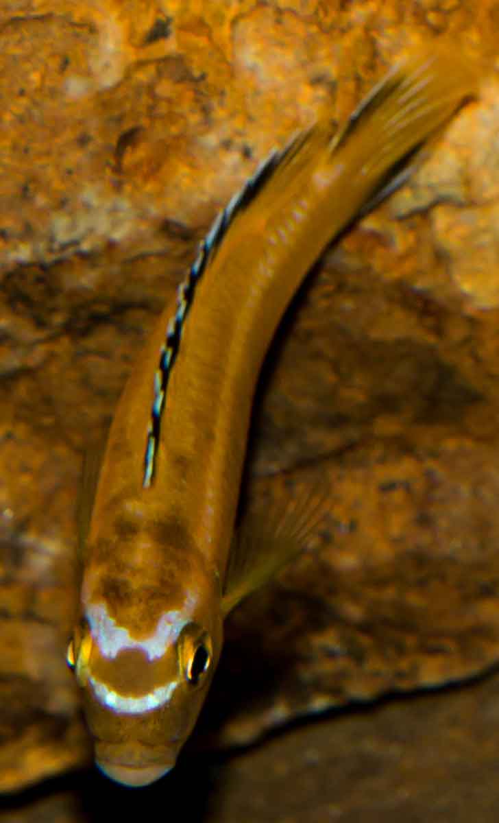 Melanochromis johannii5