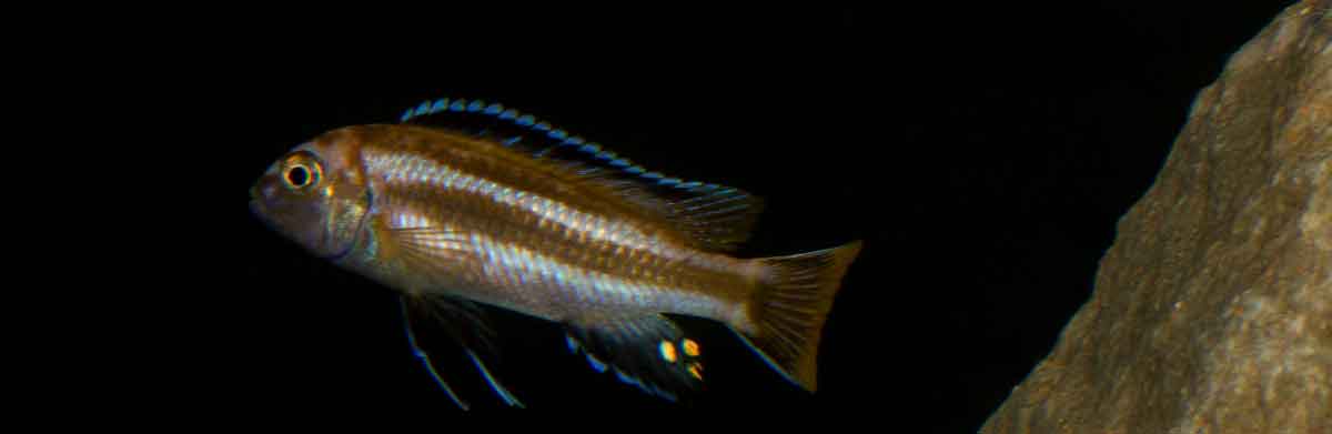 Melanochromis johannii6