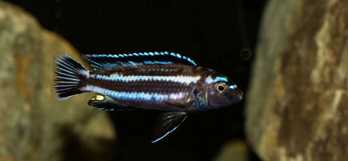 Melanochromis johannii7