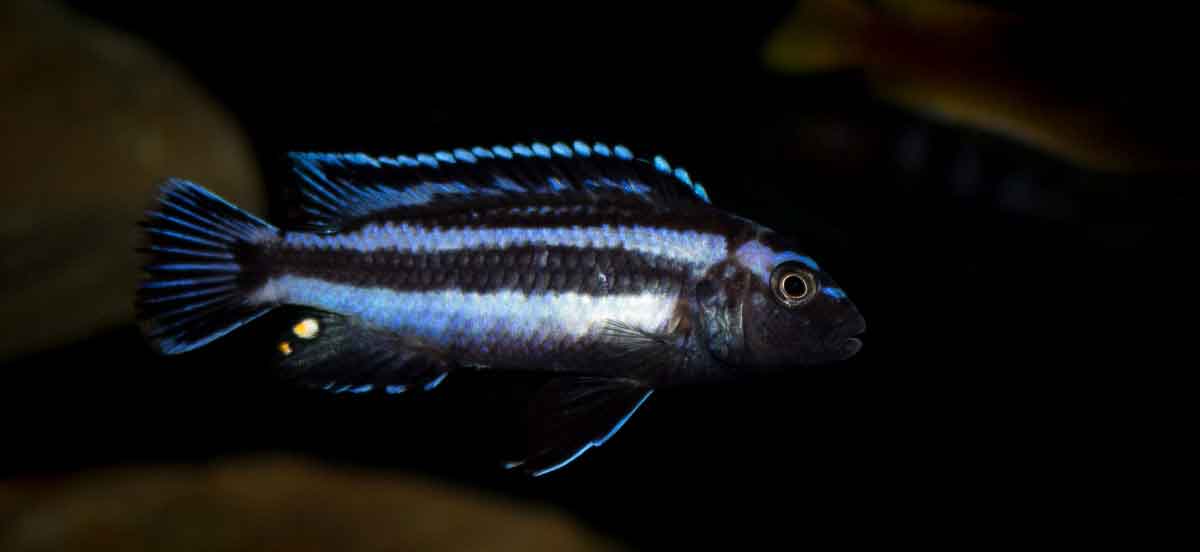 Melanochromis johannii8