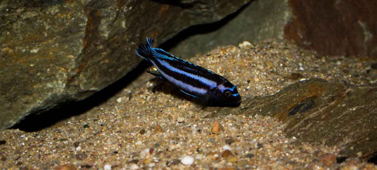 Melanochromis johannii9
