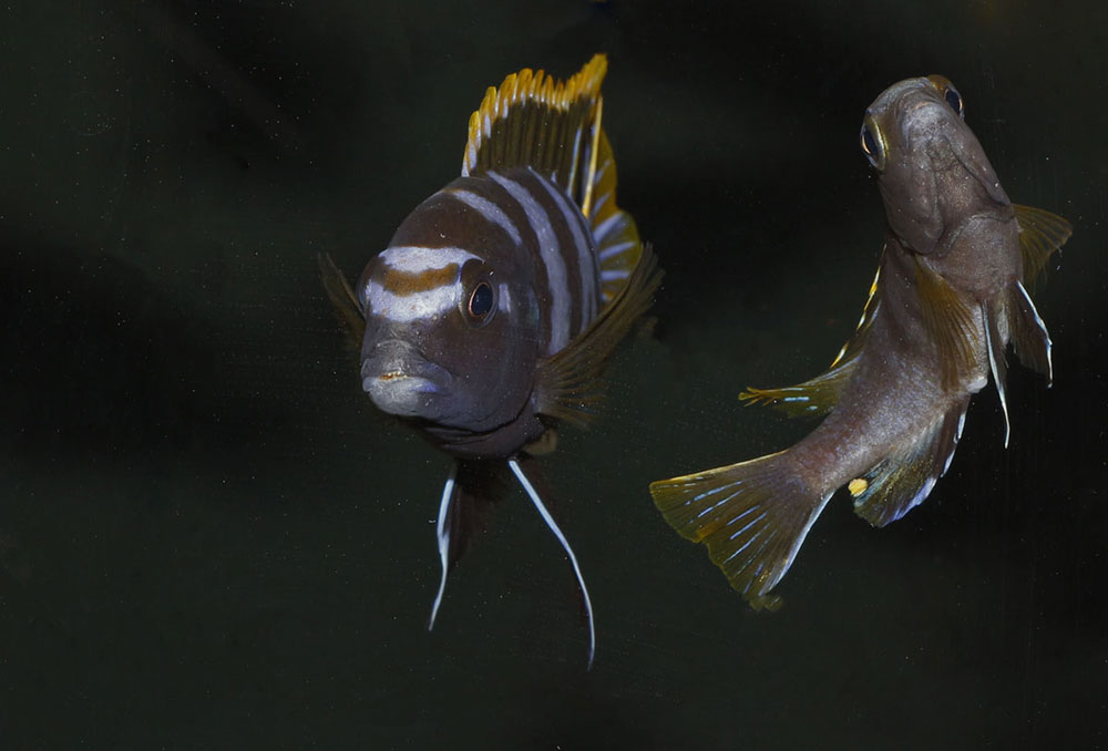 Labidochromis mbamba bay