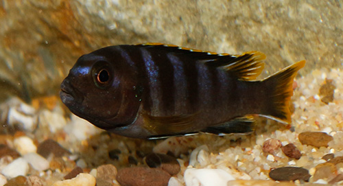 Labidochromis mbamba bay 500 MG 1910