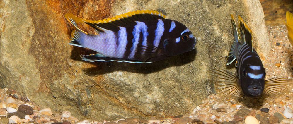 Labidochromis mbamba bay MG 2301